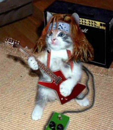 rock_star_cat1.jpg