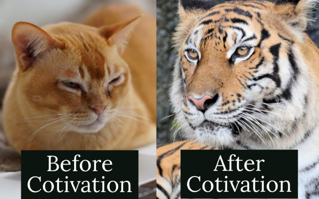 Searching for Motivation? Join Cotivation!