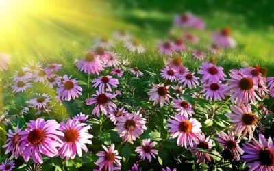 Fort Collins Spring Happenings 2025