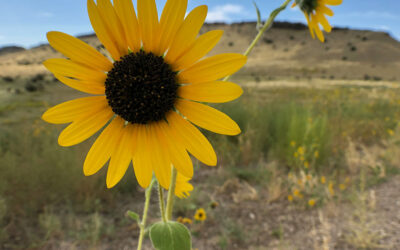 7 Superb Ways to Escape the Heat in Old Town Fort Collins